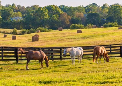 Horses need quality, nutritional equine feed like that from Hueber Feed
