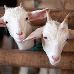Cute goats that need quality, nutritional goat feed like that from Hueber Feed.
