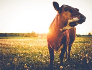 The hueber feed story goes back 30 years with the importance of the health and wellbeing of animals like this cow in field