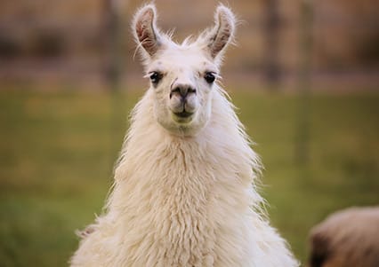 Llama